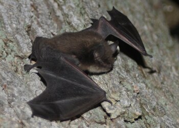 Little Brown Bat